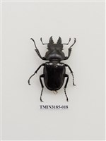 藏品(鬼艷鍬形蟲)的圖片